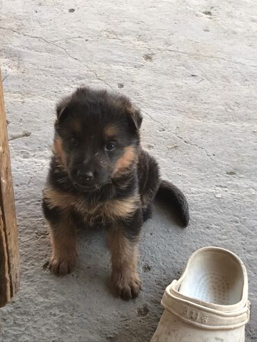 Продажа собак: Немецкая овчарка, 1 месяц, Самка