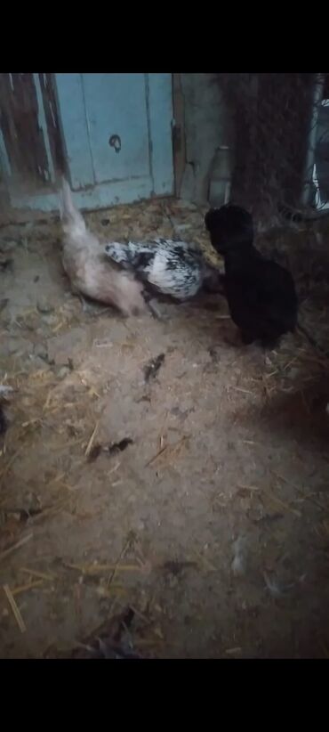 Cücələr: Toyuq cücələri, Damazlıq — 9