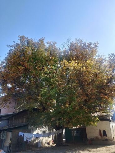 уголь каракече бешсары шабыркуль каражыра доставка бишкек купить фото: Орех грецкий взрослый, урожайный. - Крупное плодоносящее дерево с