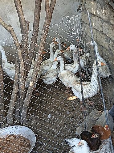 xaski itleri haqqinda: Kuban qazi 6 ayligdi 2aya yumurtaya duşur 1 aylig dan yanimizda — 1