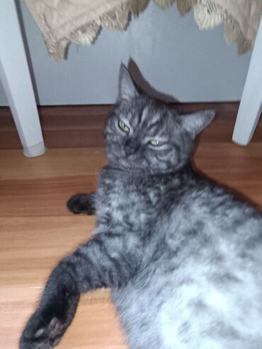 Tabbi, Erkək