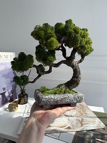 Декоративные цветы: В переводе с японского Бонсай означает «дерево, выращенное в блюде» — 50