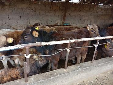 Коровы, быки: Продаю | Бык (самец) | Швицкая | На откорм — 12