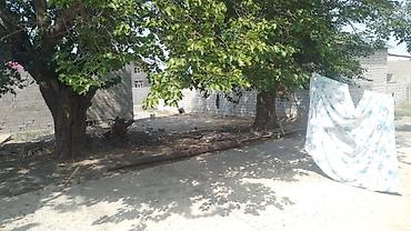 ismayıllıda kiraye evler: Mülkiyyətçi, Kupça (Çıxarış) — 3