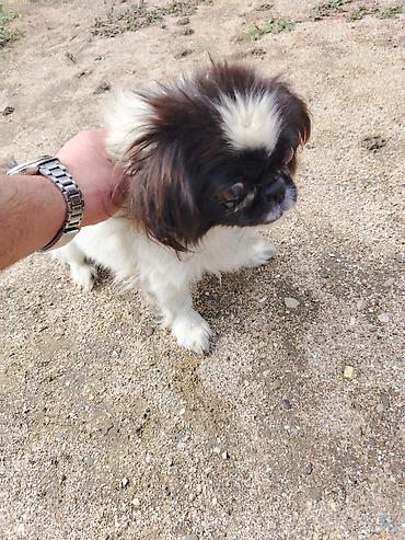 it bala: Dişi pekines — 2