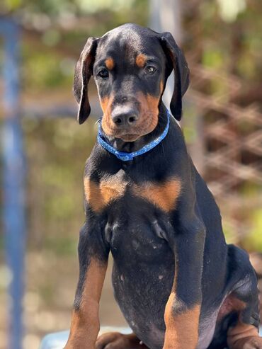 Psi: Prodaju se prelepi štenci dobermana, rodjeni 02.07.2025. Štenci su — 9