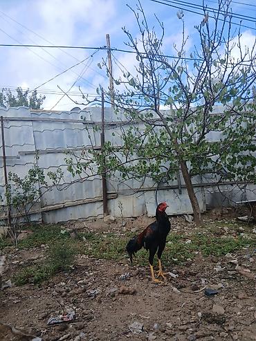 xoruz adlari: Temiz cins heyratı ata brazil ana türk 9 aylıxdı rial alan olsa — 2