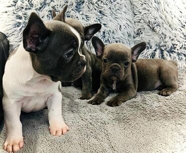 Psi: Štenci francuskog buldoga egzotične plave boje bez tigrine, veseli — 10