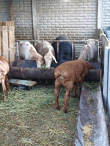 Баран, овца: Продаю | Баран (самец) | Для разведения — 6