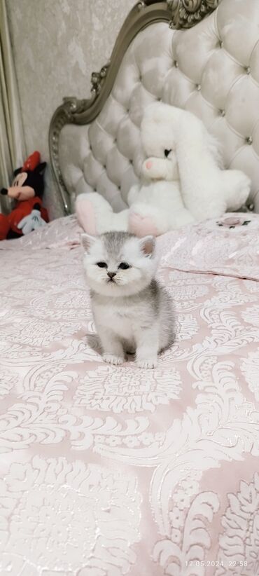 скоттиш фолд шотландская вислоухая кошка: Выставляется на продажу чистокровная шотландская девочка в окрасе