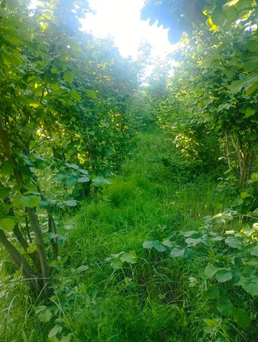 Ağaclar: Fındıq bağçası – intensiv əkilili, səliqəli cərgələr vatsa əlaqə — 3