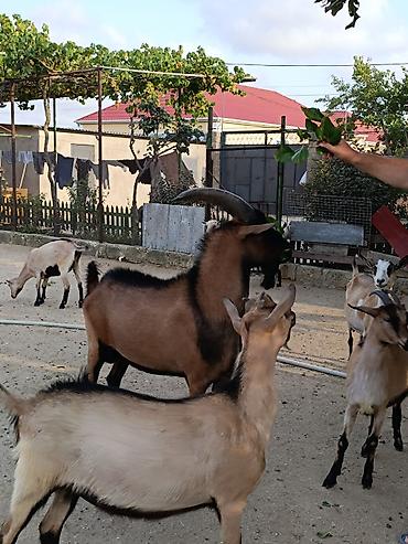 it satisi balaca: Temiz safqan Alpin keçisi.1 yaş yarımlıqdı.Damazliq üçün çox — 3