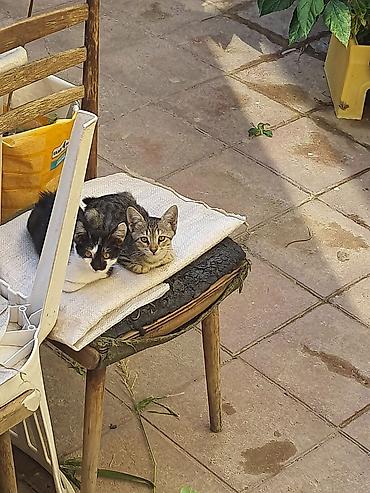 Tabbi, Yaxşı əllərə, Ünvandan götürmə lalafo.az -da Tabbi, Yaxşı əllərə, Ünvandan götürmə
