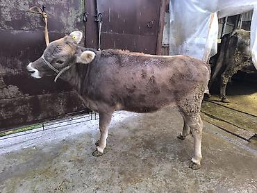 Коровы, быки: Продаю | Бык (самец) | Швицкая | На откорм | Племенные — 7