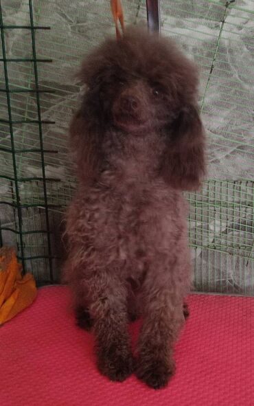 акустические системы ihome колонка в виде собак: Продам кобеля той -пуделя, коричневый цвет. Привитый, лаять не будет