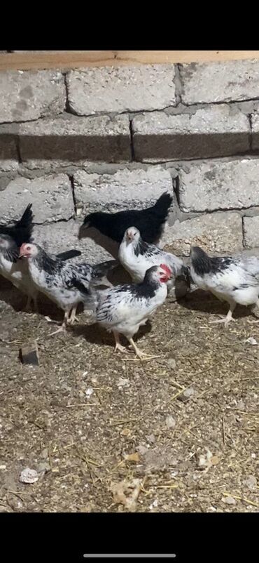 yerli cins inekler: Serebrist cins toyuqlar