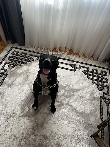 cütləş: Pitbul, 2 il, Erkək, Cütləşmə üçün, Ünvandan götürmə — 7