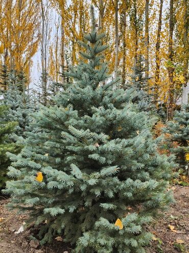 Декоративные деревья: Продаются хвойные и лиственные деревья🌲🌳 - Голубая ель от 0,8-5м - at lalafo.kg — 8 Декоративные деревья: Продаются хвойные и лиственные деревья🌲🌳 - Голубая ель от 0,8-5м - — 8