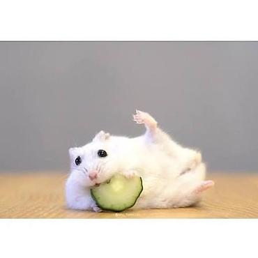 brama cucə: Dovşan cinsli xırda gəmirici – cırtdan hamsterlər 3 ədəd Məhsul — 1