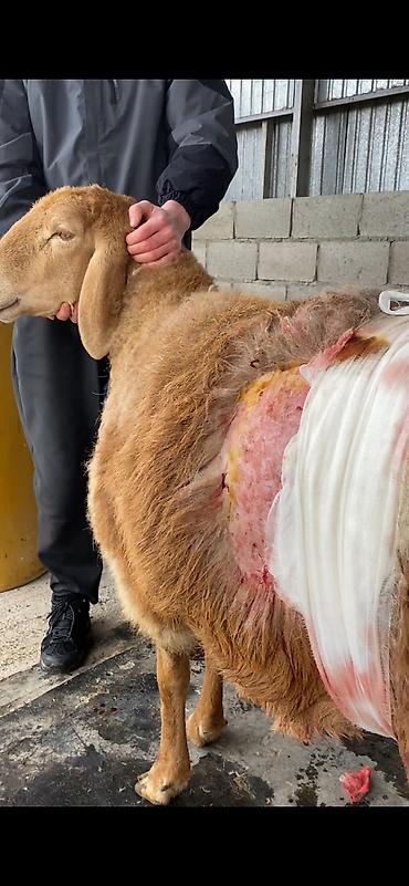 кой кана: 🐄🐑 Ветеринардык кызматтар 🐎🐐 ✔️ Кой, уй, жылкы, эчкилерди кароо жана — 6