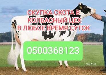 продаю бычки герофорды: Куплю | Лошади, кони, Коровы, быки | Любое состояние, Самовывоз, Забитый