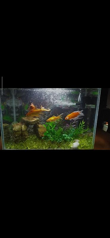 akvarium baliqlari: Dördbucaq akvarium, Balıqlarla birlikdə, 26 l — 1
