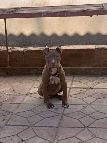 pitbullar: 200azn 5ayliq olacaq,təmiz cins pitbul.Disidir.Qurd dərmani,iynəsi