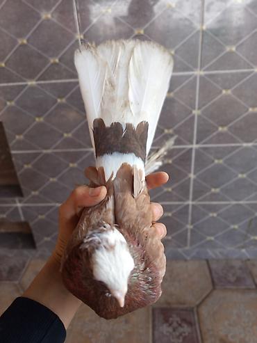 Птицы: Продаю голубей молодые 1,5 года пара 6000сом — 17