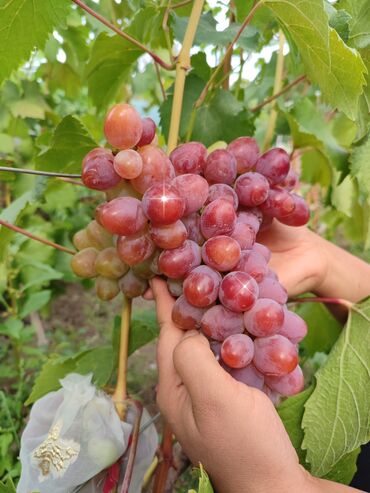 Фрукты и ягоды: 2-летние саженцы винограда. Все сорта винограда на фото исключительно — 9