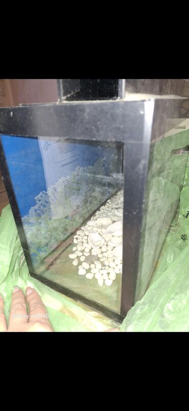 betta balıq: Dördbucaq akvarium, 6 l
