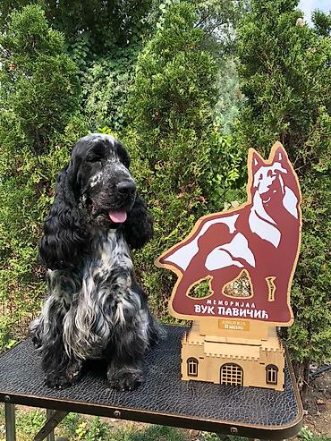 Psi: Engleski koker spanijel u ponudi NOVO LEGLO iz odgajivacnice — 4