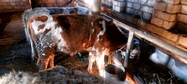 Dana, buzov: Salam.5 bas conge 1bas duye satılır.heyanlar tam sağlam esil kokeltme — 6