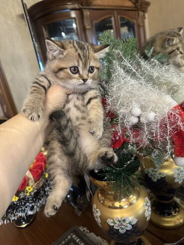 Pişiklər: Şotland — 4