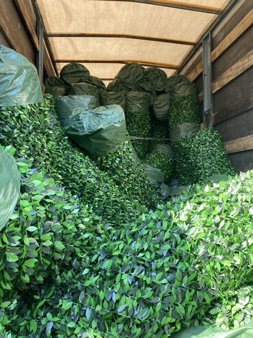 Təmir və tikinti: 🌿 Divarlar nəfəs alsın! Məkana təbiətin yaşıl təravətini gətirən yaşıl