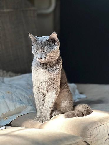 Отдам даром кошку: Кошка даром: Беспородная, 1 год, Девочка, Кастрирована, Приучена к лотку — 1