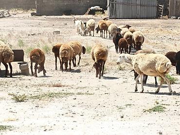 Mal-qara: Məhsul: Qoyun və keçi sürüsü Təsvir: - Qarabaş, sarıbaş və qəhvəyi — 6