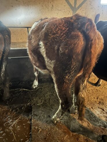 Коровы, быки: Продаю | Бык (самец) | На откорм | Привязанные — 10