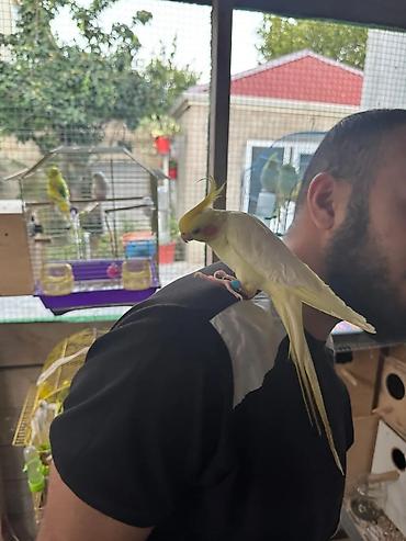 Tutuquşları: Korella əl quşu bala hazir cut kime hansi lazimdisa var sarilar 45-50 — 12