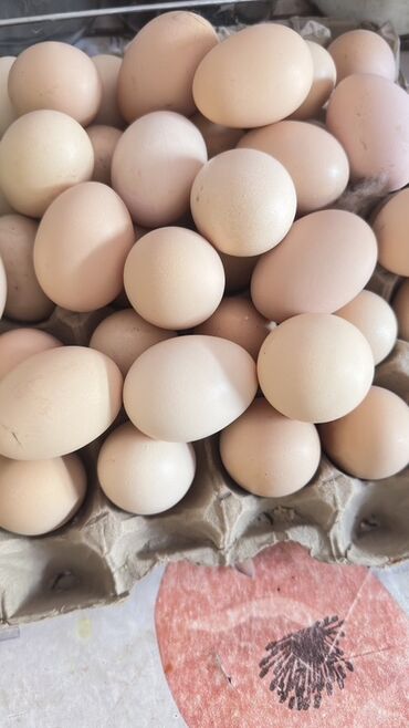 Молочные продукты и яйца: Куриные яйца, свежие, натуральные, бежево-кремовой окраски