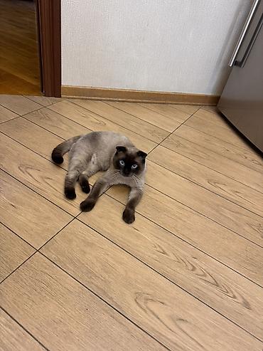 Кошки: Шотландская вислоухая, Самец — 1