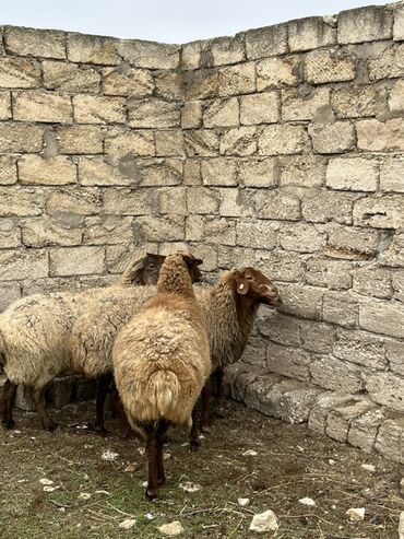 Qoyunlar, qoçlar: Salam tecli satlır sağlam heyvanlardıı qiymət razlşmaq olarr — 6