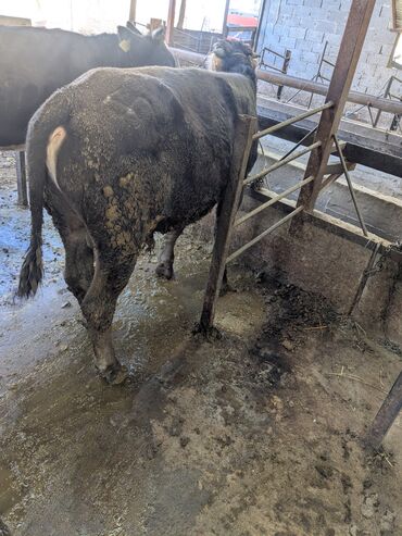 ит кыргыз добот: Сатам | Бука (эркек) | Бордоп семиртүү үчүн