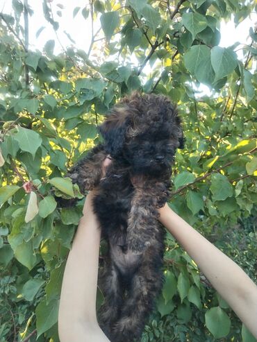 guclu itler: Pudel, 3 ay, Erkek, Peyvəndli, Pulsuz çatdırılma