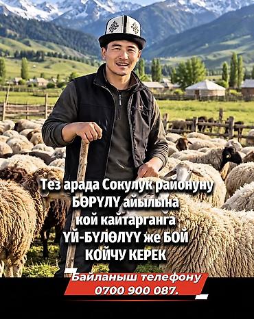 Айыл чарба: Талап кылынат Чабан, Төлөм: Келишим түрүндө, Тамактануу — 1