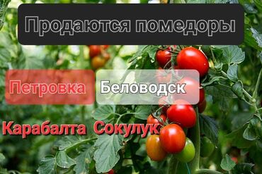 продукты для суши оптом: Помидорлор Кызыл, Чекене lalafo.kg да продукты для суши оптом: Помидорлор Кызыл, Чекене