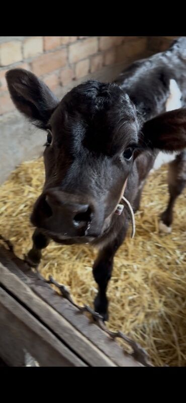 домик для кот: Продаю | Музоо, торпок | Голштин | На откорм | Искусственник