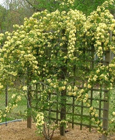 Toxumlar: Həyət gülleri. 90növ çesid var! — 19