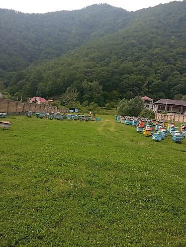lalafo torpaq xacmaz: 11 sot, Tikinti, Mülkiyyətçi, Kupça (Çıxarış) — 2