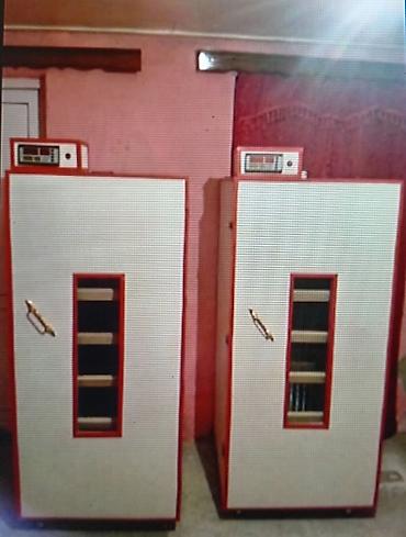 qusar heyvan satışı: İnkubator 1000 yumurtalıq zakasla yigilir tam afdamat isdeyeyir unvan — 1
