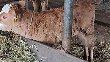 Inəklər, öküzlər: Dişi, Simental, il: 3, 450 kq — 6